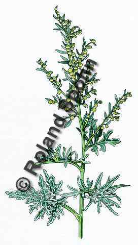 Pflanzenillustration Artemisia absinthium Illustration Wermut, Absinth, Grne Fee Aquarell mit Tusche Roland Spohn