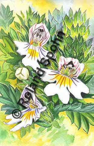 Euphrasia officinalis, Euphrasia rostkoviana, Groer Augentrost, Echter Augentrost