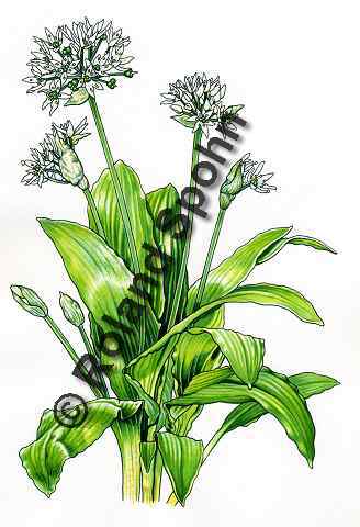 Pflanzenillustration Allium ursinum Illustration Br-Lauch Brlauch Aquarell mit Tusche Roland Spohn