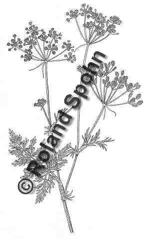 Pflanzenillustration Carum carvi Illustration Gewhnlicher Kmmel Zeichnung Tuschezeichnung 	Roland Spohn