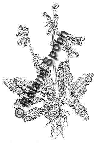 Pflanzenillustration Primula veris Illustration Echte Schlsselblume Gewhnliche Wiesen-Schlsselblume Zeichnung Tuschezeichnung Roland Spohn