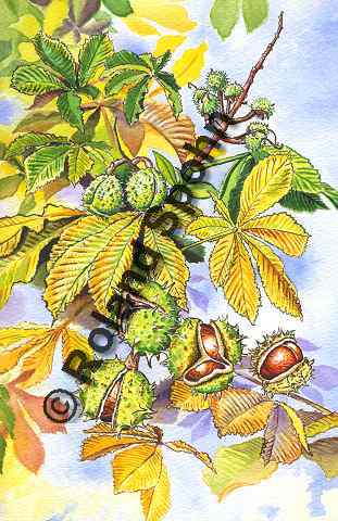 Pflanzenillustration Aesculus hippocastanum Illustration Gewhnliche Rosskastanie Aquarell Roland Spohn