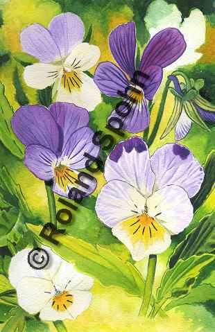  Viola tricolor, Wildes Stiefmtterchen