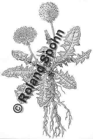 Pflanzenillustration Taraxacum officinale Illustration Wiesen-Lwenzahn, Kuhblume Zeichnung Tuschezeichnung Roland Spohn