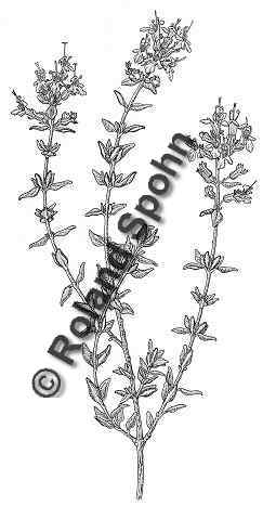 Pflanzenillustration Thymus vulgaris Illustration Echter Thymian, Gewrz-Thymian Zeichnung Tuschezeichnung Roland Spohn