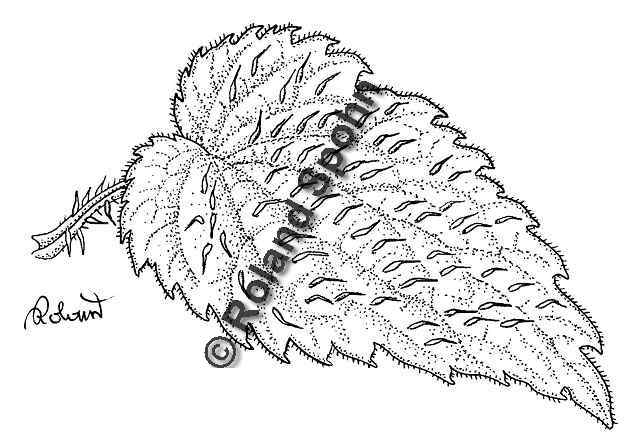 Pflanzenillustration Urtica dioica Illustration Groe Brennnessel Blatt Zeichnung Tuschezeichnung Roland Spohn
