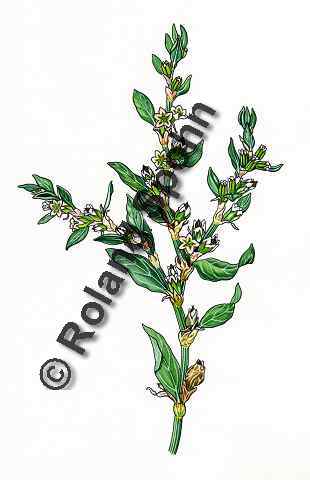 Pflanzenillustration Polygonum aviculare Illustration Vogel-Knterich Aquarell Roland Spohn