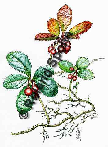 Pflanzenillustration Gaultheria procumbens Illustration Amerikanisches Wintergrn Niederliegende Scheinbeere Aquarell Roland Spohn