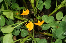 Erdnuss, Arachis hypogaea, Fabaceae, Arachis hypogaea, Erdnuss, Blhend Kauf von 00054arachis_hypogaeaimg_8827.jpg