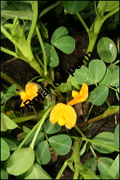 Erdnuss, Arachis hypogaea, Fabaceae, Arachis hypogaea, Erdnuss, Blhend Kauf von 00054arachis_hypogaeaimg_8828.jpg