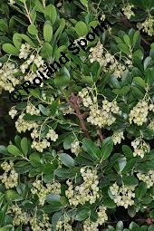 Westlicher Erdbeerbaum, Arbutus unedo, Ericaceae, Arbutus unedo, Westlicher Erdbeerbaum, Blhend Kauf von 00055_arbutus_unedo_dsc_7854.jpg