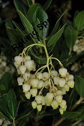 Westlicher Erdbeerbaum, Arbutus unedo, Ericaceae, Arbutus unedo, Westlicher Erdbeerbaum, Blhend Kauf von 00055_arbutus_unedo_dsc_7855.jpg