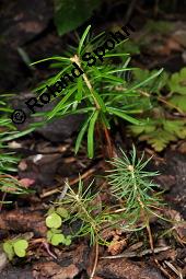 Wei-Tanne, Abies alba, Pinaceae, Abies alba, Wei-Tanne, Weitanne, Habitat Kauf von 00326_abies_alba_picea_abies_dsc_3800.jpg