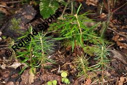Wei-Tanne, Abies alba, Pinaceae, Abies alba, Wei-Tanne, Weitanne, Habitat Kauf von 00326_abies_alba_picea_abies_dsc_3803.jpg