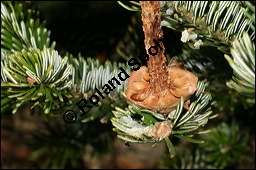 Wei-Tanne, Abies alba, Pinaceae, Abies alba, Wei-Tanne, Weitanne, Habitat Kauf von 00326abies_albaimg_5169.jpg