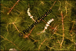 hriges Tausendblatt, Myriophyllum spicatum, Haloragaceae, Myriophyllum spicatum, hriges Tausendblatt, Blhend Kauf von 00335myriophyllum_spicatumimg_8592.jpg
