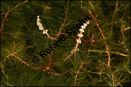hriges Tausendblatt, Myriophyllum spicatum, Haloragaceae, Myriophyllum spicatum, hriges Tausendblatt, Blhend Kauf von 00335myriophyllum_spicatumimg_8594.jpg