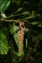 Grn-Erle, Alnus viridis, Betulaceae, Alnus viridis, Grn-Erle, Laublatsche, mnnlich u. weiblich blhend Kauf von 00365alnus_viridisimg_2034.jpg