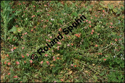 Acker-Gauchheil, Anagallis arvensis, Primulaceae, Anagallis arvensis, Acker-Gauchheil, Habitus blhend Kauf von 00379anagallis_arvensisimg_3983.jpg