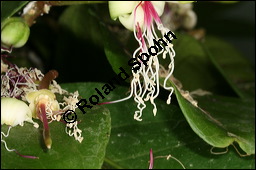 Kolabaum, Kolanuss, Cola acuminata, Sterculiaceae, Cola acuminata, Kolabaum, Kolanuss, Blhend Kauf von 00391cola_acuminataimg_5951.jpg