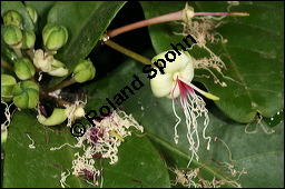 Kolabaum, Kolanuss, Cola acuminata, Sterculiaceae, Cola acuminata, Kolabaum, Kolanuss, Blhend Kauf von 00391cola_acuminataimg_5952.jpg