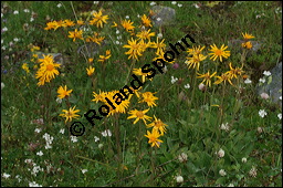 Arnika, Arnica montana, Asteraceae, Arnica montana, Arnika, Berg-Wohlverleih, Habitus blhend Kauf von 00404arnica_montanaimg_3277.jpg