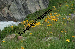 Arnika, Arnica montana, Asteraceae, Arnica montana, Arnika, Berg-Wohlverleih, Habitus blhend Kauf von 00404arnica_montanaimg_3360.jpg