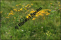 Arnika, Arnica montana, Asteraceae, Arnica montana, Arnika, Berg-Wohlverleih, Habitus blhend Kauf von 00404arnica_montanaimg_3365.jpg