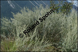 Echter Wermut, Artemisia absinthium, Asteraceae, Artemisia absinthium, Echter Wermut, Absinth, Grne Fee, Blhend Kauf von 00406artemisia_absinthiumimg_3381.jpg