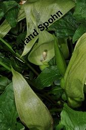 Gefleckter Aronstab, Arum maculatum, Araceae, Arum maculatum, Gefleckter Aronstab, Blhend Kauf von 00411_arum_maculatum_dsc_0310.jpg
