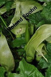 Gefleckter Aronstab, Arum maculatum, Araceae, Arum maculatum, Gefleckter Aronstab, Blhend Kauf von 00411_arum_maculatum_dsc_0311.jpg