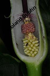 Gefleckter Aronstab, Arum maculatum, Araceae, Arum maculatum, Gefleckter Aronstab, Blhend Kauf von 00411_arum_maculatum_dsc_0411.jpg