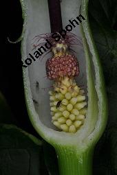 Gefleckter Aronstab, Arum maculatum, Araceae, Arum maculatum, Gefleckter Aronstab, Blhend Kauf von 00411_arum_maculatum_dsc_0412.jpg