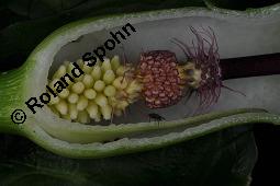 Gefleckter Aronstab, Arum maculatum, Araceae, Arum maculatum, Gefleckter Aronstab, Blhend Kauf von 00411_arum_maculatum_dsc_0413.jpg