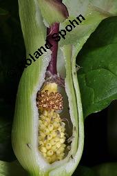 Gefleckter Aronstab, Arum maculatum, Araceae, Arum maculatum, Gefleckter Aronstab, Blhend Kauf von 00411_arum_maculatum_dsc_0471.jpg