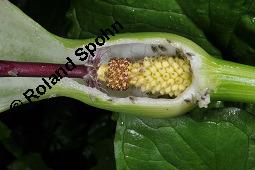 Gefleckter Aronstab, Arum maculatum, Araceae, Arum maculatum, Gefleckter Aronstab, Blhend Kauf von 00411_arum_maculatum_dsc_0474.jpg