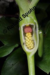 Gefleckter Aronstab, Arum maculatum, Araceae, Arum maculatum, Gefleckter Aronstab, Blhend Kauf von 00411_arum_maculatum_dsc_8732.jpg