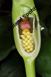 Gefleckter Aronstab, Arum maculatum, Araceae, Arum maculatum, Gefleckter Aronstab, Blhend Kauf von 00411_arum_maculatum_dsc_8733.jpg