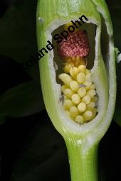 Gefleckter Aronstab, Arum maculatum, Araceae, Arum maculatum, Gefleckter Aronstab, Blhend Kauf von 00411_arum_maculatum_dsc_8734.jpg