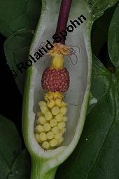 Gefleckter Aronstab, Arum maculatum, Araceae, Arum maculatum, Gefleckter Aronstab, Blhend Kauf von 00411_arum_maculatum_dsc_8738.jpg
