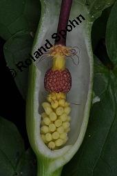 Gefleckter Aronstab, Arum maculatum, Araceae, Arum maculatum, Gefleckter Aronstab, Blhend Kauf von 00411_arum_maculatum_dsc_8739.jpg