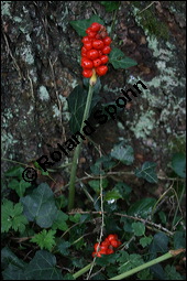 Gefleckter Aronstab, Arum maculatum, Araceae, Arum maculatum, Gefleckter Aronstab, Blhend Kauf von 00411arum_maculatumimg_3741.jpg