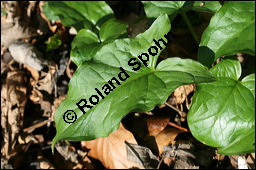 Gefleckter Aronstab, Arum maculatum, Araceae, Arum maculatum, Gefleckter Aronstab, Blhend Kauf von 00411arum_maculatumimg_5702.jpg