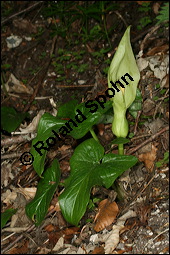 Gefleckter Aronstab, Arum maculatum, Araceae, Arum maculatum, Gefleckter Aronstab, Blhend Kauf von 00411arum_maculatumimg_7036.jpg