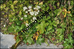 Groe Sterndolde, Astrantia major, Apiaceae, Astrantia major, Groe Sterndolde, Blatt Kauf von 00420astrantia_majorimg_4554.jpg