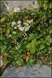 Groe Sterndolde, Astrantia major, Apiaceae, Astrantia major, Groe Sterndolde, Blatt Kauf von 00420astrantia_majorimg_4555.jpg