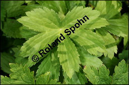 Groe Sterndolde, Astrantia major, Apiaceae, Astrantia major, Groe Sterndolde, Blatt Kauf von 00420astrantia_majorimg_8544.jpg