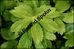 Groe Sterndolde, Astrantia major, Apiaceae, Astrantia major, Groe Sterndolde, Blatt Kauf von 00420astrantia_majorimg_8546.jpg