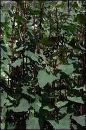 Garten-Melde, Atriplex hortensis, Chenopodiaceae, Atriplex hortensis, Garten-Melde, Beblttert Kauf von 00421atriplex_hortensisimg_2715.jpg