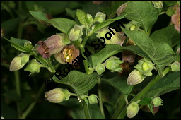 Echte Tollkirsche, Atropa belladonna, Solanaceae, Atropa belladonna, Atropa bella-donna, Echte Tollkirsche, Blhend Kauf von 00422atropa_belladonnaimg_7567.jpg